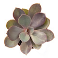 2" Echeveria Purple Pearl